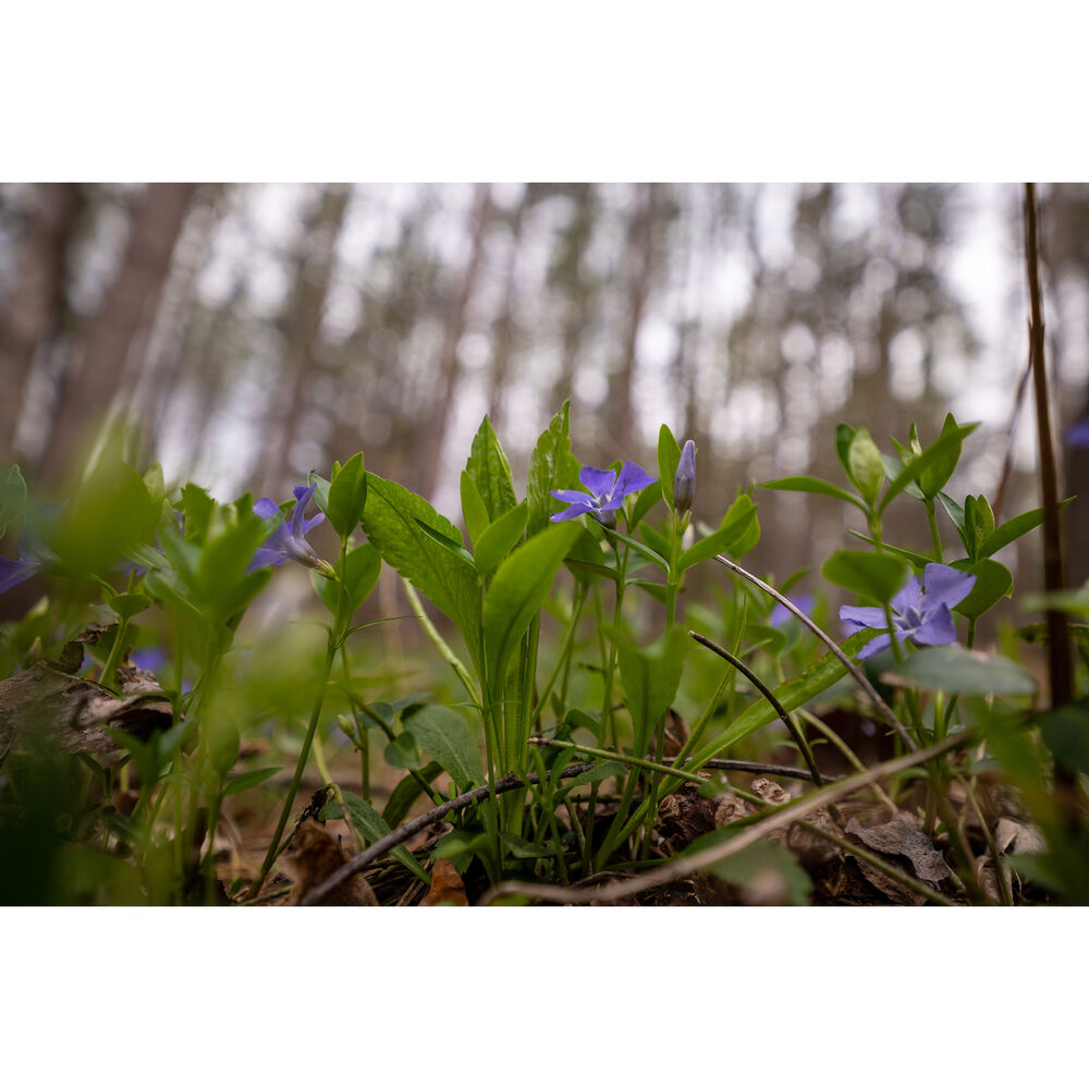 Sigma 16-28mm f/2.8 DG DN Contemporary Lens (L-Mount)
